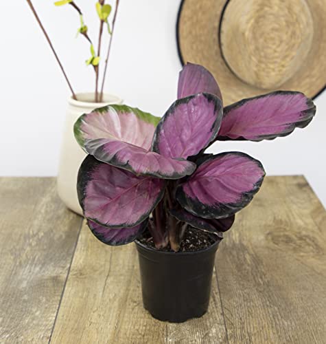 Calathea Plant Live Prayer Plant Live Indoor Plant, Calathea Live Plant Live House Plant Live Plants Indoor, Live Indoor Plants Live Houseplants Live Prayer Plants Live House Plants by Plants for Pets