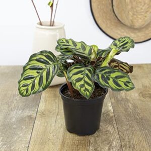 Calathea Plant Live Prayer Plant Live Indoor Plant, Calathea Live Plant Live House Plant Live Plants Indoor, Live Indoor Plants Live Houseplants Live Prayer Plants Live House Plants by Plants for Pets