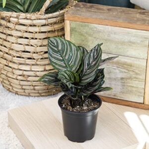 Calathea Plant Live Prayer Plant Live Indoor Plant, Calathea Live Plant Live House Plant Live Plants Indoor, Live Indoor Plants Live Houseplants Live Prayer Plants Live House Plants by Plants for Pets