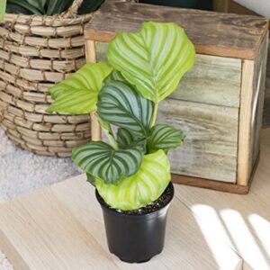 Calathea Plant Live Prayer Plant Live Indoor Plant, Calathea Live Plant Live House Plant Live Plants Indoor, Live Indoor Plants Live Houseplants Live Prayer Plants Live House Plants by Plants for Pets