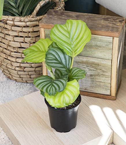 Calathea Plant Live Prayer Plant Live Indoor Plant, Calathea Live Plant Live House Plant Live Plants Indoor, Live Indoor Plants Live Houseplants Live Prayer Plants Live House Plants by Plants for Pets