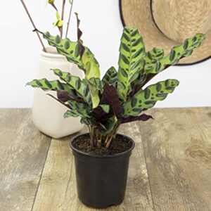 Calathea Plant Live Prayer Plant Live Indoor Plant, Calathea Live Plant Live House Plant Live Plants Indoor, Live Indoor Plants Live Houseplants Live Prayer Plants Live House Plants by Plants for Pets