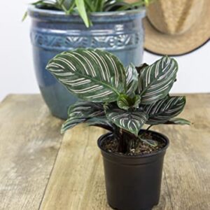 Calathea Plant Live Prayer Plant Live Indoor Plant, Calathea Live Plant Live House Plant Live Plants Indoor, Live Indoor Plants Live Houseplants Live Prayer Plants Live House Plants by Plants for Pets