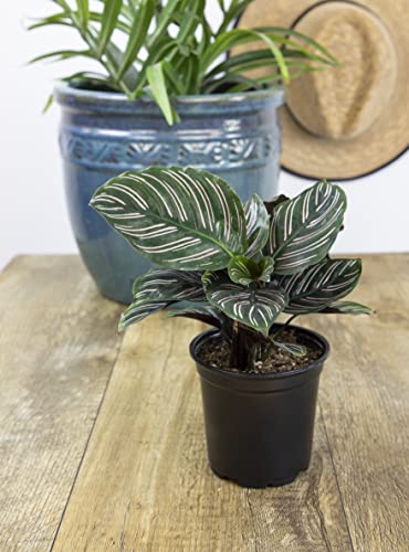 Calathea Plant Live Prayer Plant Live Indoor Plant, Calathea Live Plant Live House Plant Live Plants Indoor, Live Indoor Plants Live Houseplants Live Prayer Plants Live House Plants by Plants for Pets