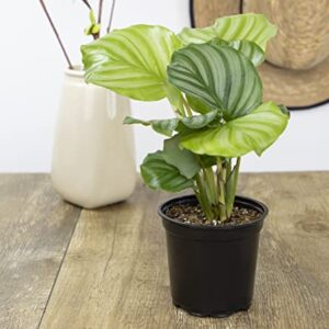 Calathea Plant Live Prayer Plant Live Indoor Plant, Calathea Live Plant Live House Plant Live Plants Indoor, Live Indoor Plants Live Houseplants Live Prayer Plants Live House Plants by Plants for Pets