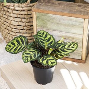 Calathea Plant Live Prayer Plant Live Indoor Plant, Calathea Live Plant Live House Plant Live Plants Indoor, Live Indoor Plants Live Houseplants Live Prayer Plants Live House Plants by Plants for Pets