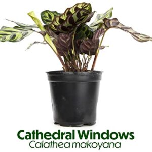 Calathea Plant Live Prayer Plant Live Indoor Plant, Calathea Live Plant Live House Plant Live Plants Indoor, Live Indoor Plants Live Houseplants Live Prayer Plants Live House Plants by Plants for Pets