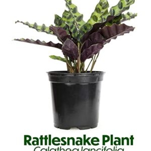 Calathea Plant Live Prayer Plant Live Indoor Plant, Calathea Live Plant Live House Plant Live Plants Indoor, Live Indoor Plants Live Houseplants Live Prayer Plants Live House Plants by Plants for Pets