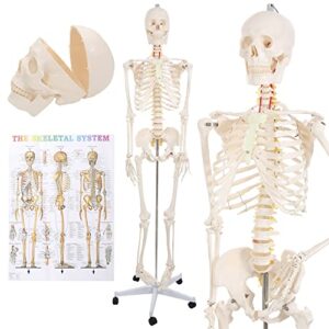 skeleton stand, life size model, standing human skeletons, 71x20x20 inches, lifesize full body anatomy, articulated anatomical skeletal system, anatomically correct medical physiology | houseables