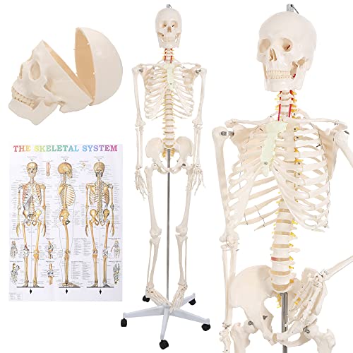 Skeleton Stand, Life Size Model, Standing Human Skeletons, 71x20x20 Inches, Lifesize Full Body Anatomy, Articulated Anatomical Skeletal System, Anatomically Correct Medical Physiology | Houseables