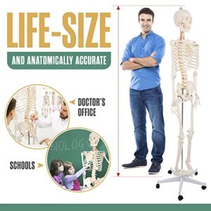 Skeleton Stand, Life Size Model, Standing Human Skeletons, 71x20x20 Inches, Lifesize Full Body Anatomy, Articulated Anatomical Skeletal System, Anatomically Correct Medical Physiology | Houseables