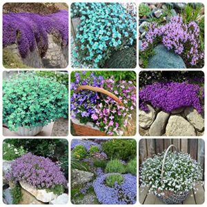 Ficoszo Mix Creeping Thyme Seeds Ground Cover for Planting, Thymus Serpyllum Heirloom Seeds for Rock Gardens, Along Borders, Fences & walkways Ornamental Flowers 1000pcs