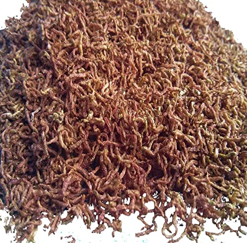 2oz Bloodworms, Freeze Dried Fresh Grade A Floating Bloodworms for All Tropical Fish, Bettas, Discus, Cichlids, Community 0.125 Pound (Pack of 1)