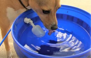 automatic pet watering system bucket kit - self-filling animal water bowl kit