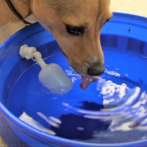 Automatic Pet Watering System Bucket Kit - Self-Filling Animal Water Bowl Kit
