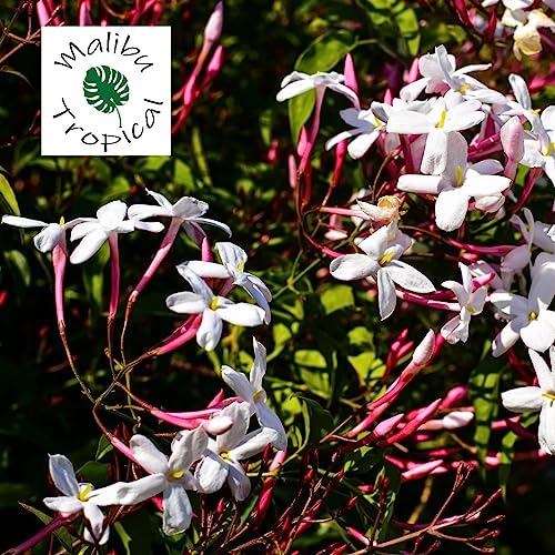 Jasminum Polyanthum Fragrant Mini Starter Plant/Pink budded, White Flowers Jasmine in 2" Pot - California Grown
