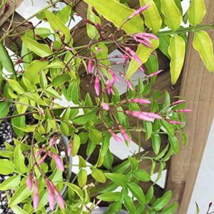 Jasminum Polyanthum Fragrant Mini Starter Plant/Pink budded, White Flowers Jasmine in 2" Pot - California Grown