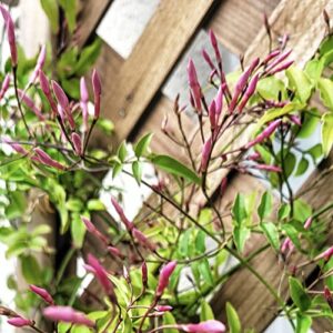 Jasminum Polyanthum Fragrant Mini Starter Plant/Pink budded, White Flowers Jasmine in 2" Pot - California Grown