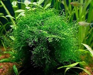 java moss portion in 4 oz cup - easy live fresh water aquarium plants