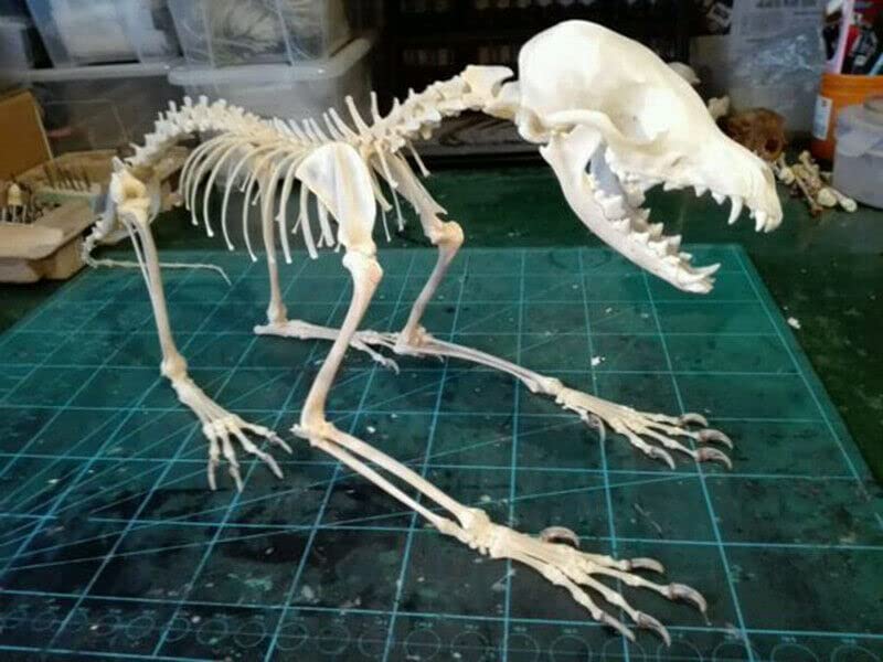 1Pcs Vulpes Vulpes Red Fox, Silver Fox, Cross Fox Skull Complete Animal Skeleton Specimen