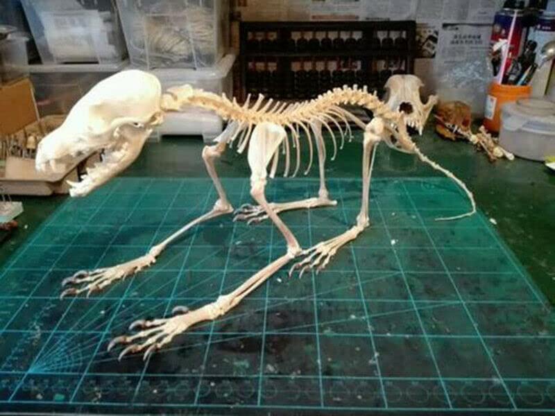 1Pcs Vulpes Vulpes Red Fox, Silver Fox, Cross Fox Skull Complete Animal Skeleton Specimen