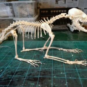 1Pcs Vulpes Vulpes Red Fox, Silver Fox, Cross Fox Skull Complete Animal Skeleton Specimen