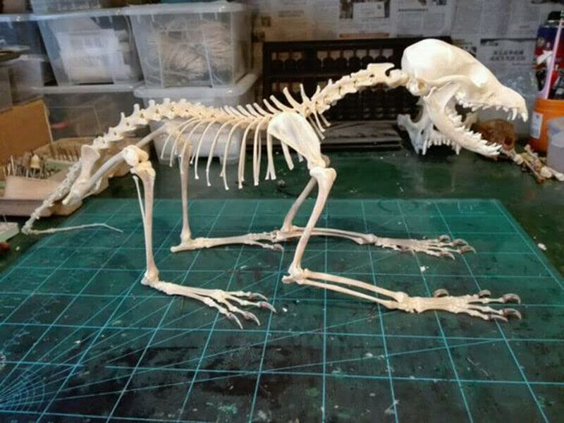 1Pcs Vulpes Vulpes Red Fox, Silver Fox, Cross Fox Skull Complete Animal Skeleton Specimen