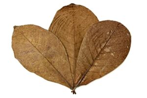 snout and shell 10 indian almond leaves 19-25cm (7''-10'') botanical leaves for aquarium fish, shrimp & terrarium pets - mineral source, decor & healthy environment, brown