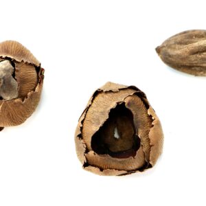 Snout and Shell 10 Mini Coconut Botanical Pods - Aquarium Pods Reduce Algae & freshen Tank Water - Terrarium, Vivarium & Aquarium Decor & Natural Tannins, Brown, 1-1.5 inches