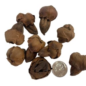 Snout and Shell 10 Mini Coconut Botanical Pods - Aquarium Pods Reduce Algae & freshen Tank Water - Terrarium, Vivarium & Aquarium Decor & Natural Tannins, Brown, 1-1.5 inches