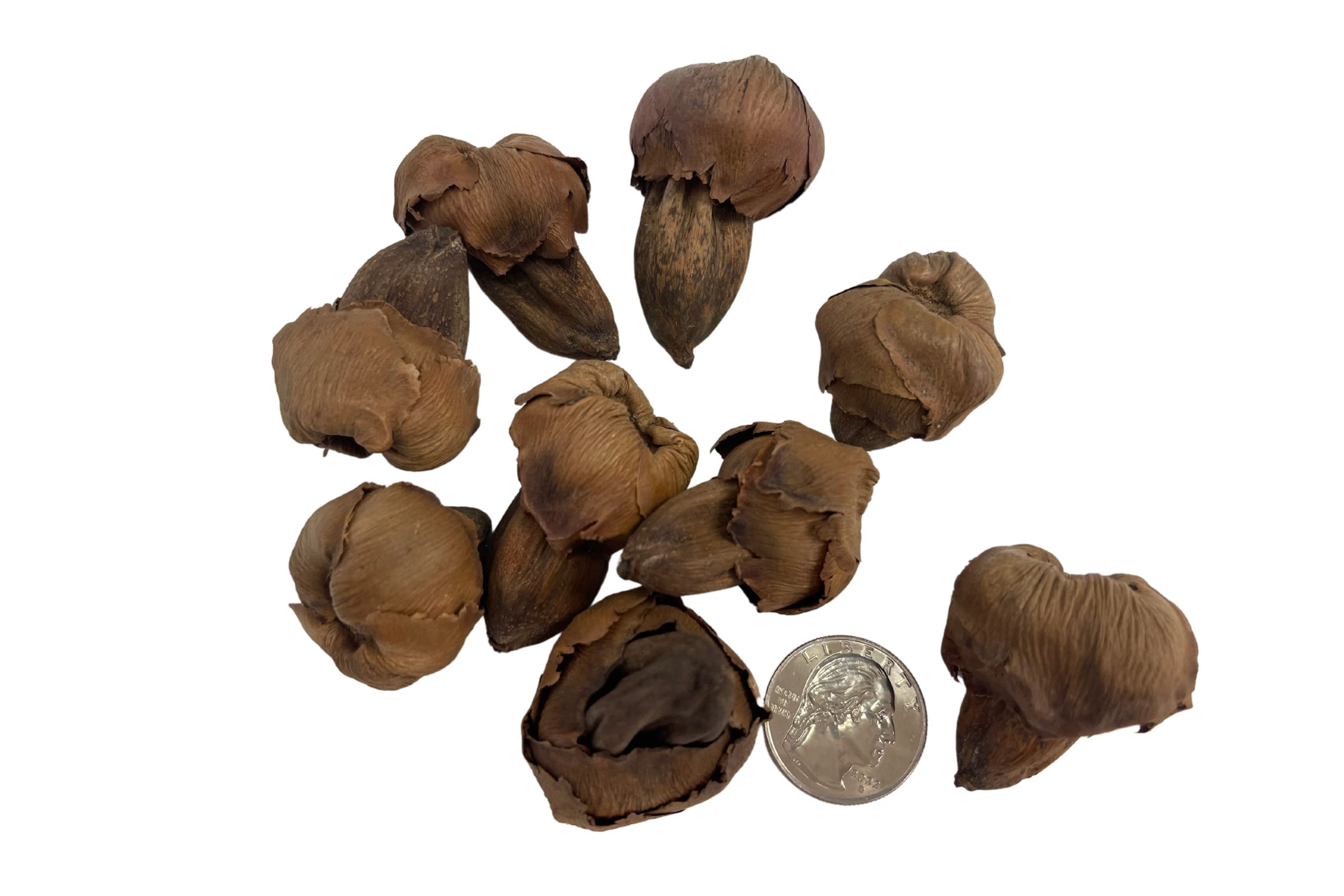 Snout and Shell 10 Mini Coconut Botanical Pods - Aquarium Pods Reduce Algae & freshen Tank Water - Terrarium, Vivarium & Aquarium Decor & Natural Tannins, Brown, 1-1.5 inches