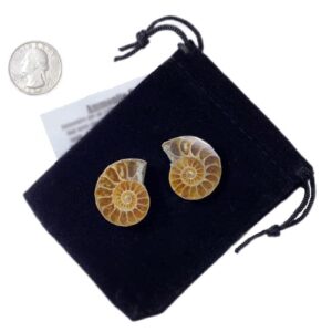 Ammonite Fossil Polished Shell Pair (Madagascar) with Velvet Gift Bag