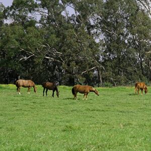 Outsidepride Perennial All Purpose Pasture & Legume Forage Pasture Seed Mix - 25 LBS