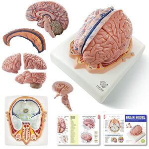evotech human brain model w/arteries, 7 parts life size anatomy brain model on a base show horizontal plain through eyeball level for science classroom study display, manual included