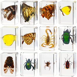 12 pcs insect in resin specimen bugs collection paperweights arachnid resin specimen different insect specimen bug preserved in resin for kids scientific educational toy, 12 styles (ladybug)