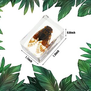 12 Pcs Insect in Resin Specimen Bugs Collection Paperweights Arachnid Resin Specimen Different Insect Specimen Bug Preserved in Resin for Kids Scientific Educational Toy, 12 Styles (Ladybug)