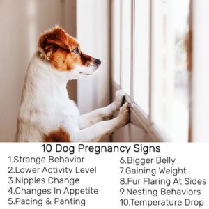 Dog Pregnancy Test Kit at Home, Fast and Accurate Detection, Pregnancy Tests Strip for Dog Disposable Pet Clinic Equipment