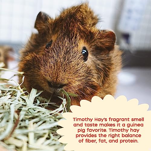 GuineaDad Timothy Hay Bar - Guinea Pig Food - 5 Pack - Pet Food for Rabbits, Small Animals, Hamster Food - Filtered & Hand Packed Guinea Pig Hay - Keeps Hay Secure and Encourages Active Eating