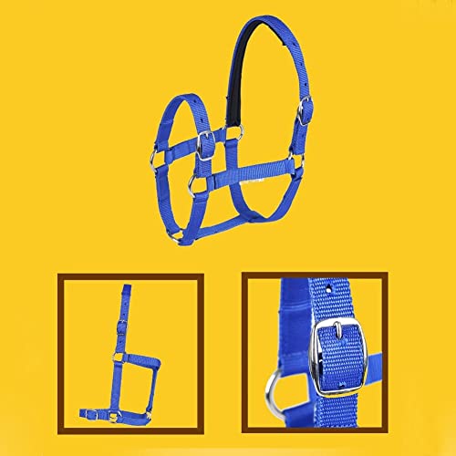 N/A Horse Riding Competition Equipment Training Rope Horse Head Collar Adjustable Horse Riding Safety Triangle Belt Equestrian Equipment (Color : Blue, Size : Medium)