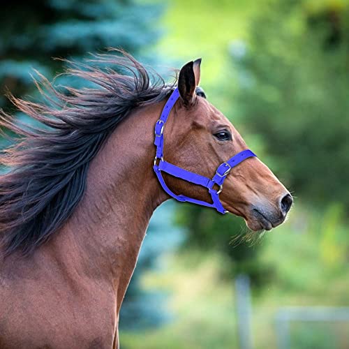 N/A Horse Riding Competition Equipment Training Rope Horse Head Collar Adjustable Horse Riding Safety Triangle Belt Equestrian Equipment (Color : Blue, Size : Medium)