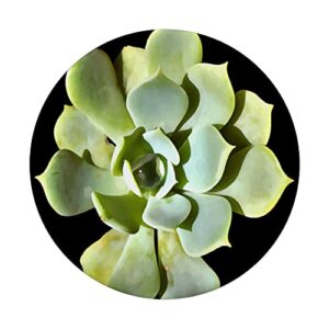 Succulent Echeveria Garden Plant Cut Out PopSockets Swappable PopGrip