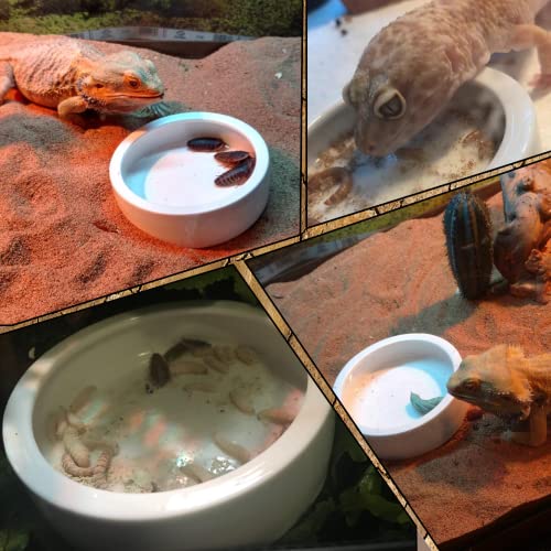 2Pcs Mini Reptile Food Dish Bowls Worm Water Dish Feeder Lizard Gecko Ceramic Pet Bowls with Tongs for Tortoise Lizard Bearded Dragon Frog Leopard Gecko Snake Chameleon(Small, 1.9 Inch)