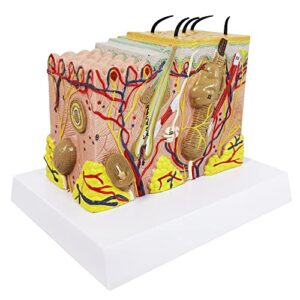 Evotech Skin Anatomical Model, 35X Enlarged Skin Layer Structure Anatomy Model with Hair for Science Classroom Study Teaching Display Medical Skin Markers