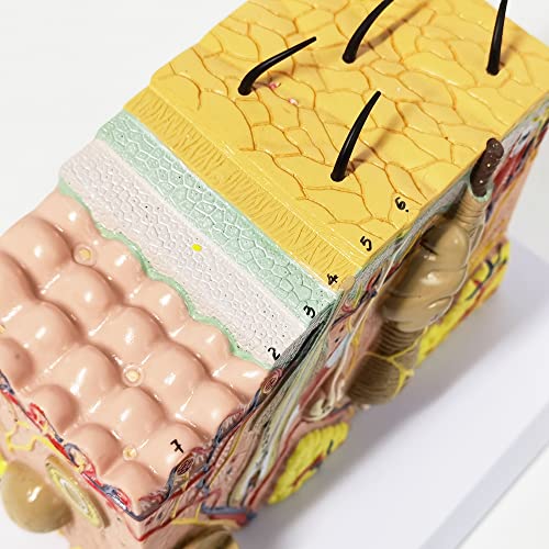 Evotech Skin Anatomical Model, 35X Enlarged Skin Layer Structure Anatomy Model with Hair for Science Classroom Study Teaching Display Medical Skin Markers