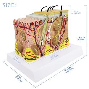 Evotech Skin Anatomical Model, 35X Enlarged Skin Layer Structure Anatomy Model with Hair for Science Classroom Study Teaching Display Medical Skin Markers