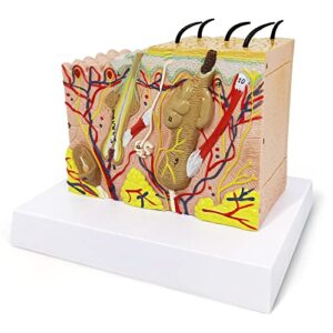 Evotech Skin Anatomical Model, 35X Enlarged Skin Layer Structure Anatomy Model with Hair for Science Classroom Study Teaching Display Medical Skin Markers