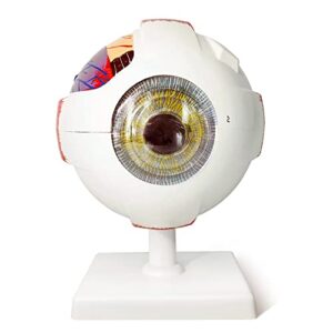 evotech human eye anatomy model, 6 parts 6x enlarged eyeball anatomical model shows optic nerves cornea iris lens and vitreous body with removable stand for medical classroom teaching study
