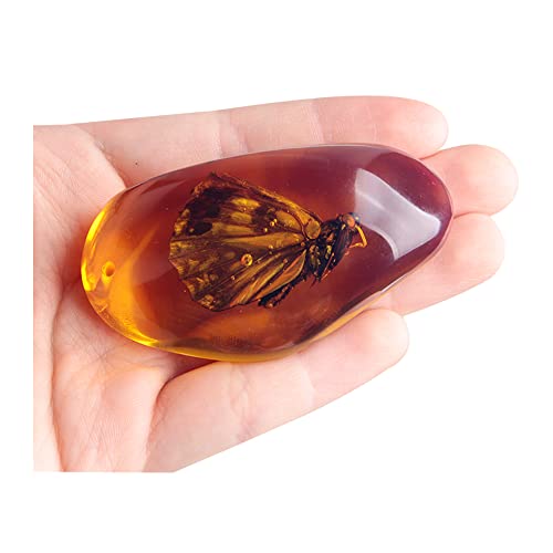 Acxico 1 Pcs Beautiful Amber Butterfly Fossil Insects Manual Polishing