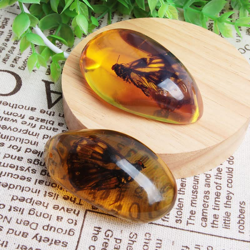 Acxico 1 Pcs Beautiful Amber Butterfly Fossil Insects Manual Polishing