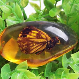 Acxico 1 Pcs Beautiful Amber Butterfly Fossil Insects Manual Polishing